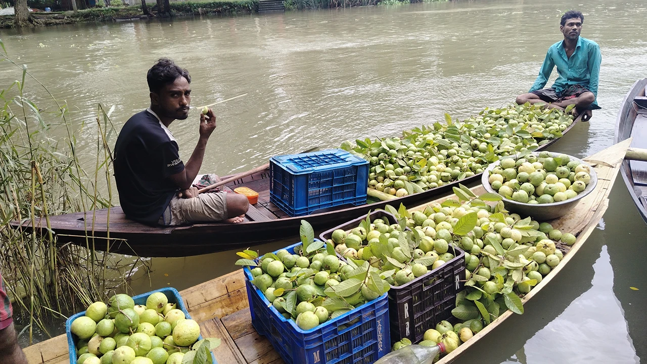  ঝালকাঠির পেয়ারার ভাসমান হাট 